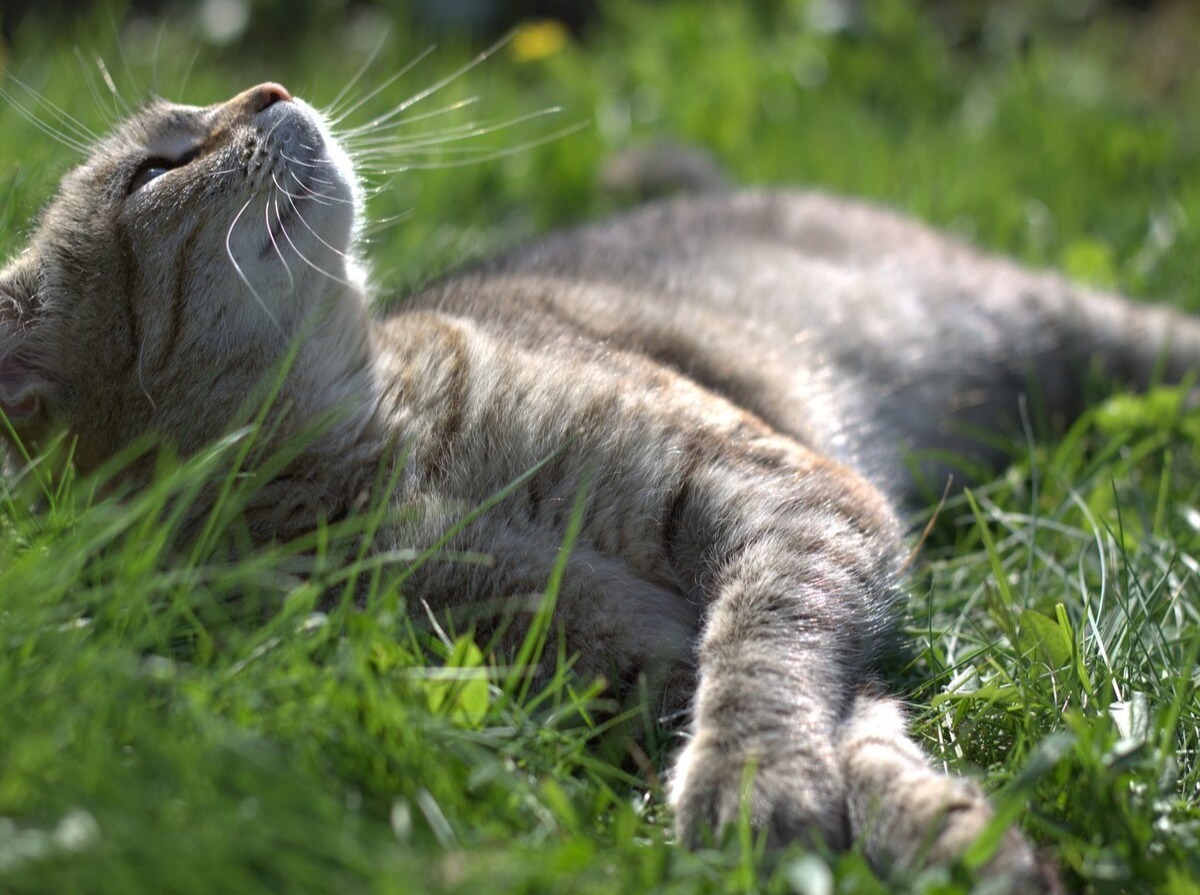 Иллюстрация к публикации