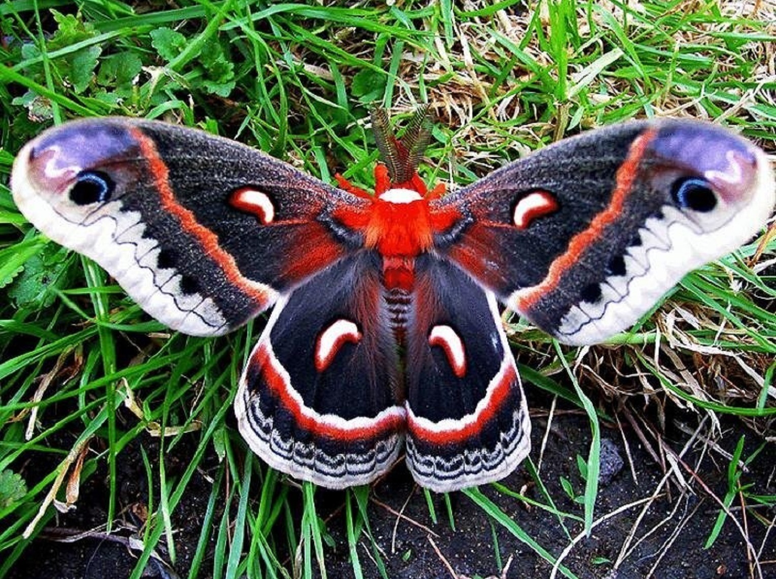 Иллюстрация к публикации