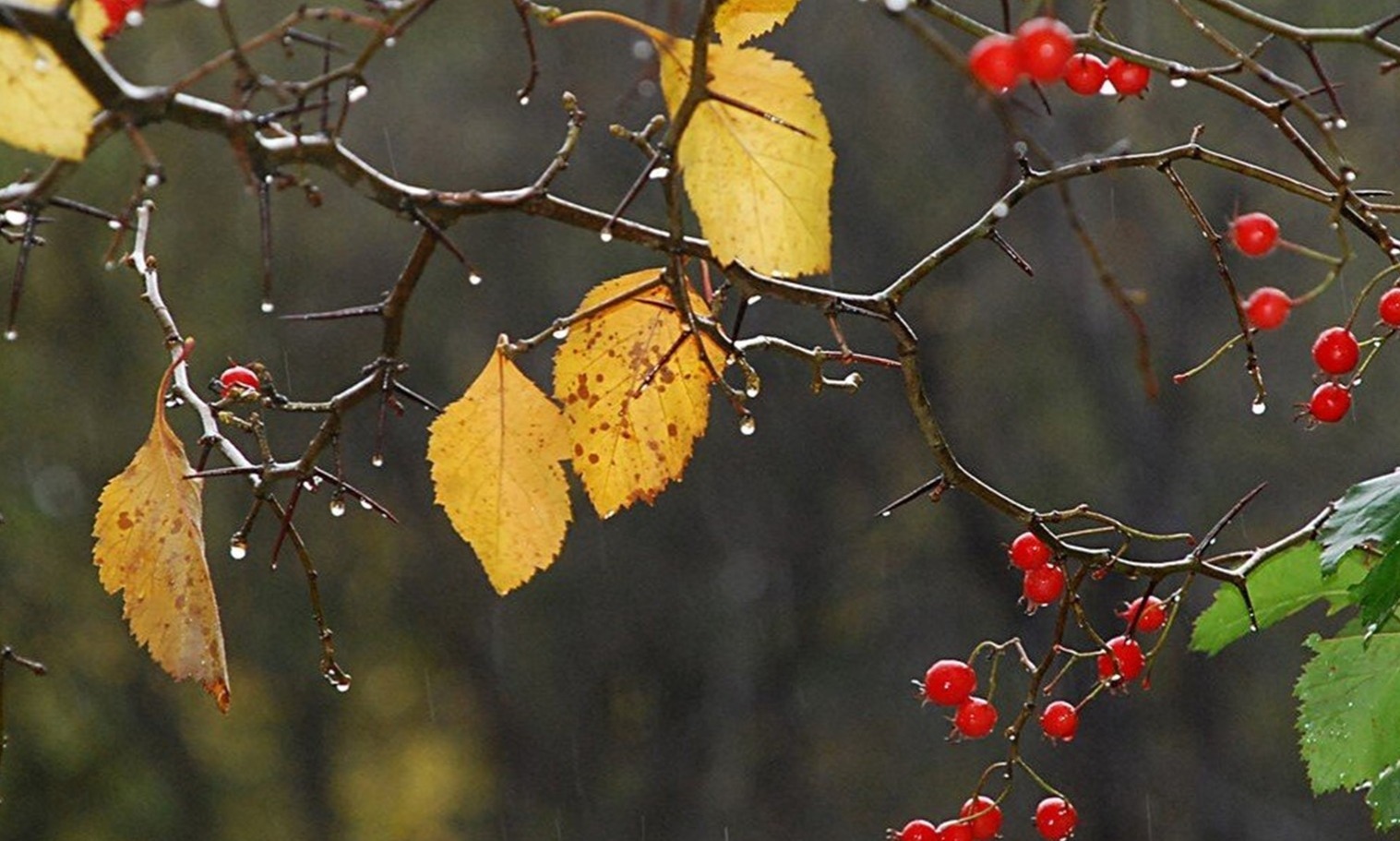 Иллюстрация к публикации