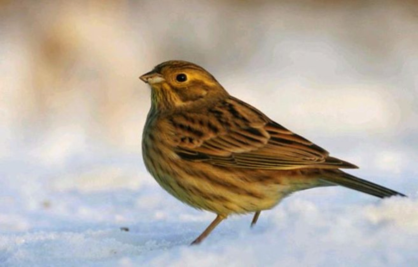 Иллюстрация к публикации