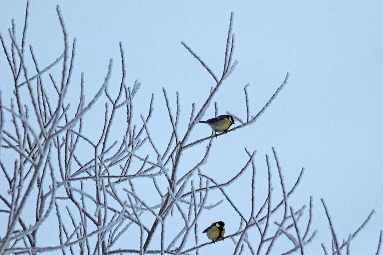 Иллюстрация к публикации