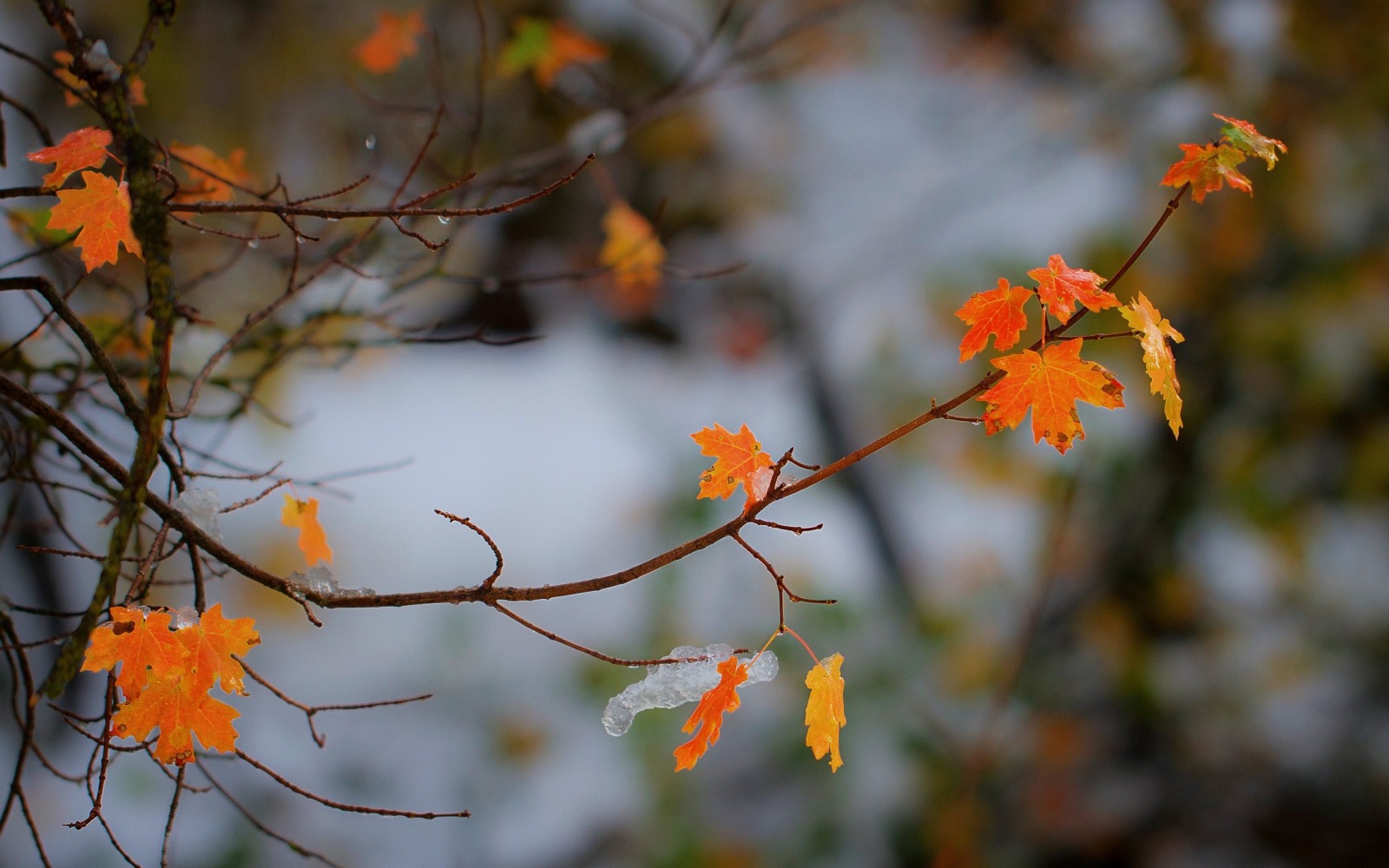 Иллюстрация к публикации