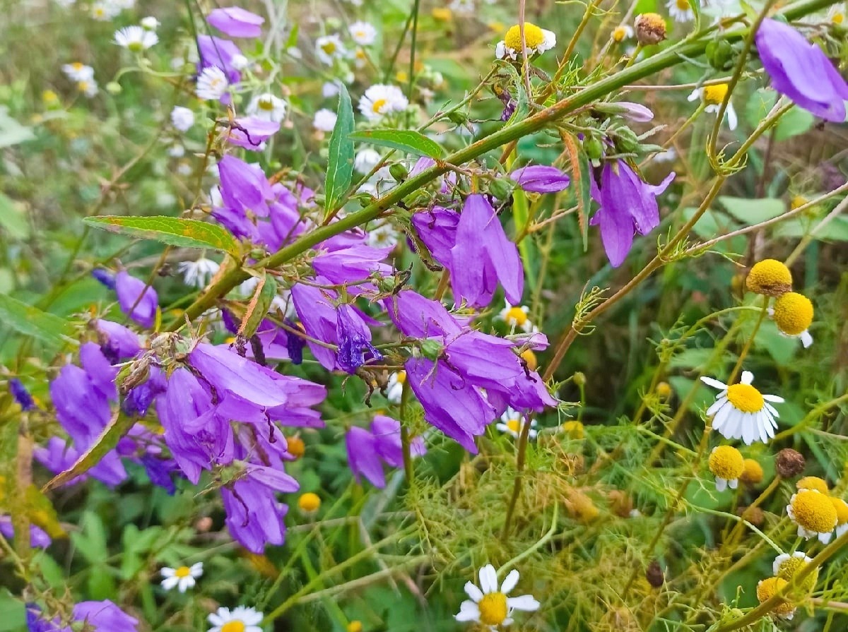 Иллюстрация к публикации