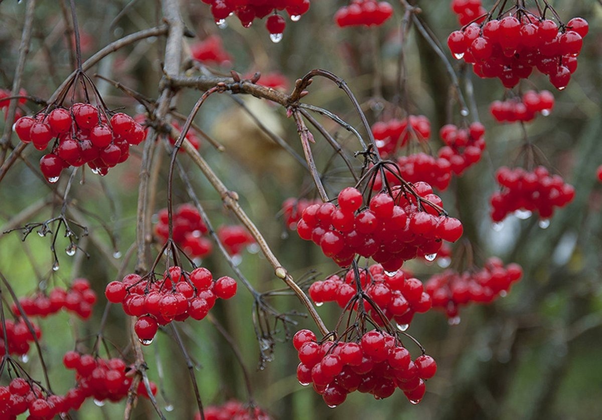 Иллюстрация к публикации