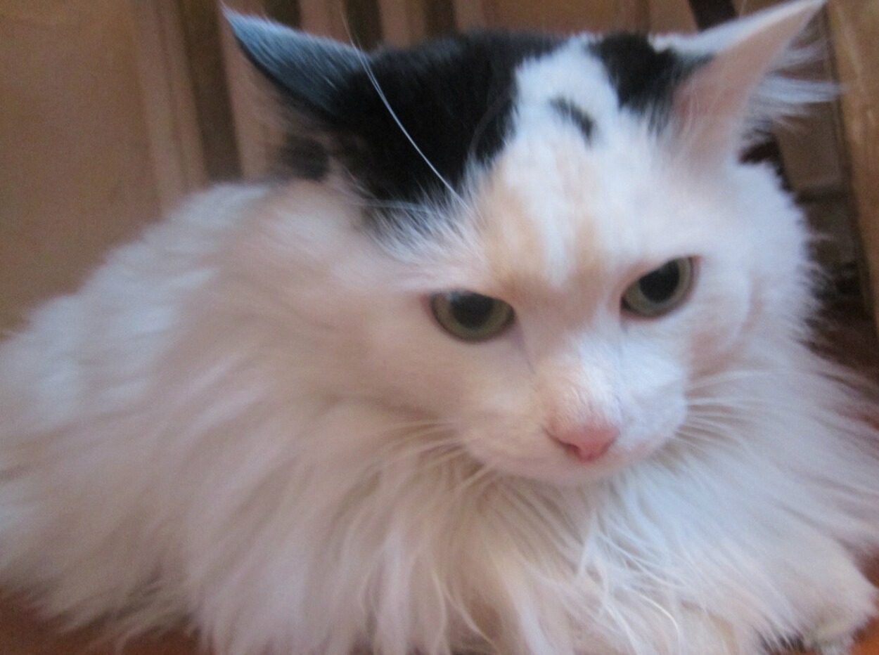 Иллюстрация к публикации