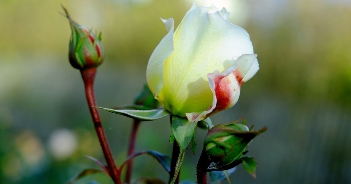 Иллюстрация к публикации