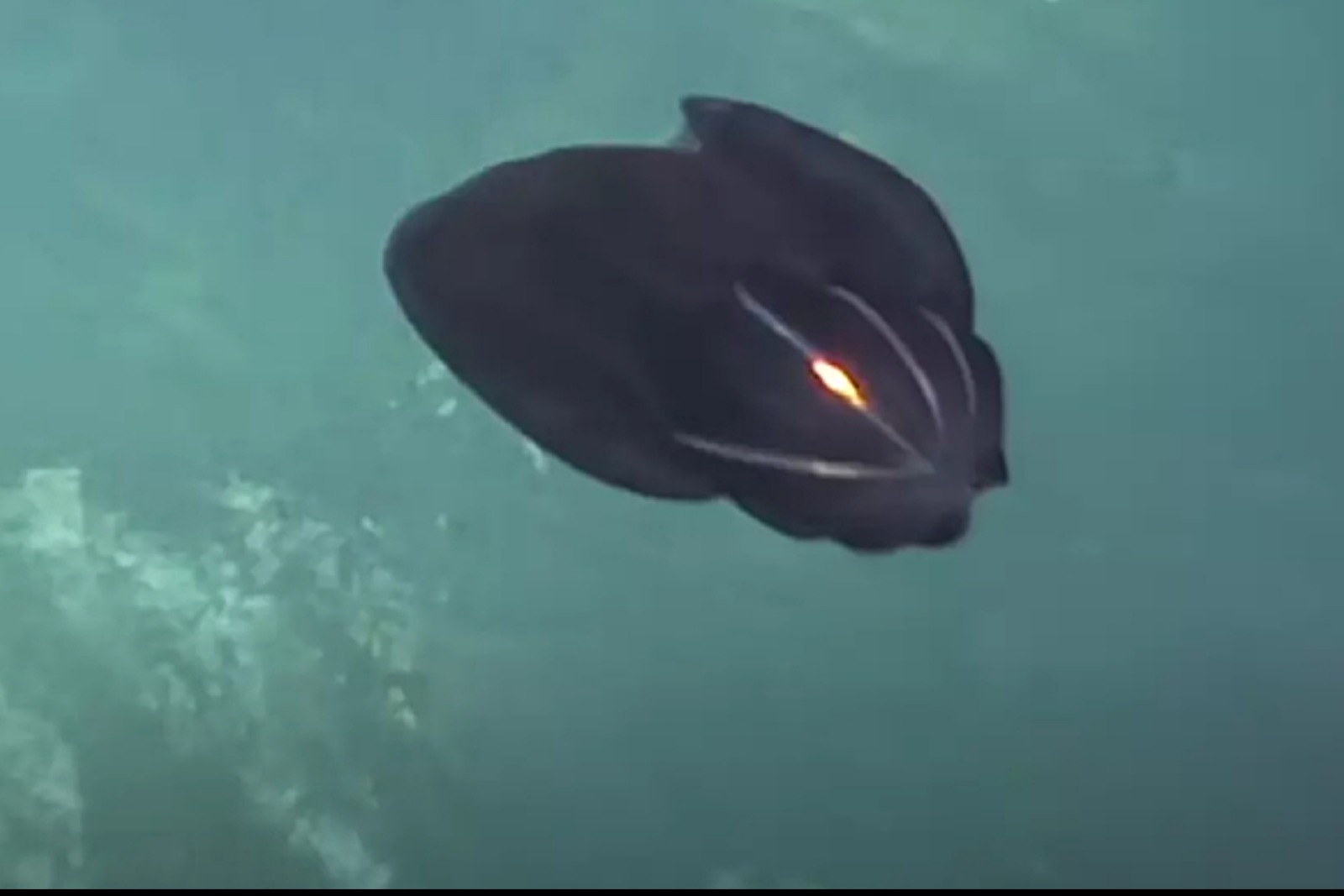 Иллюстрация к публикации