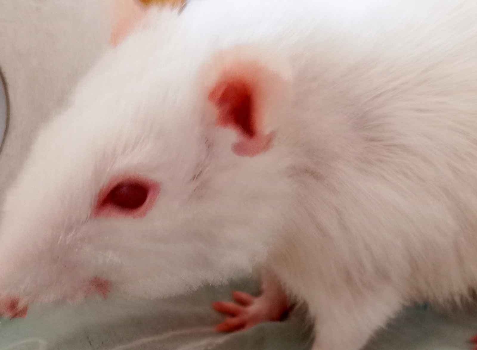 Иллюстрация к публикации