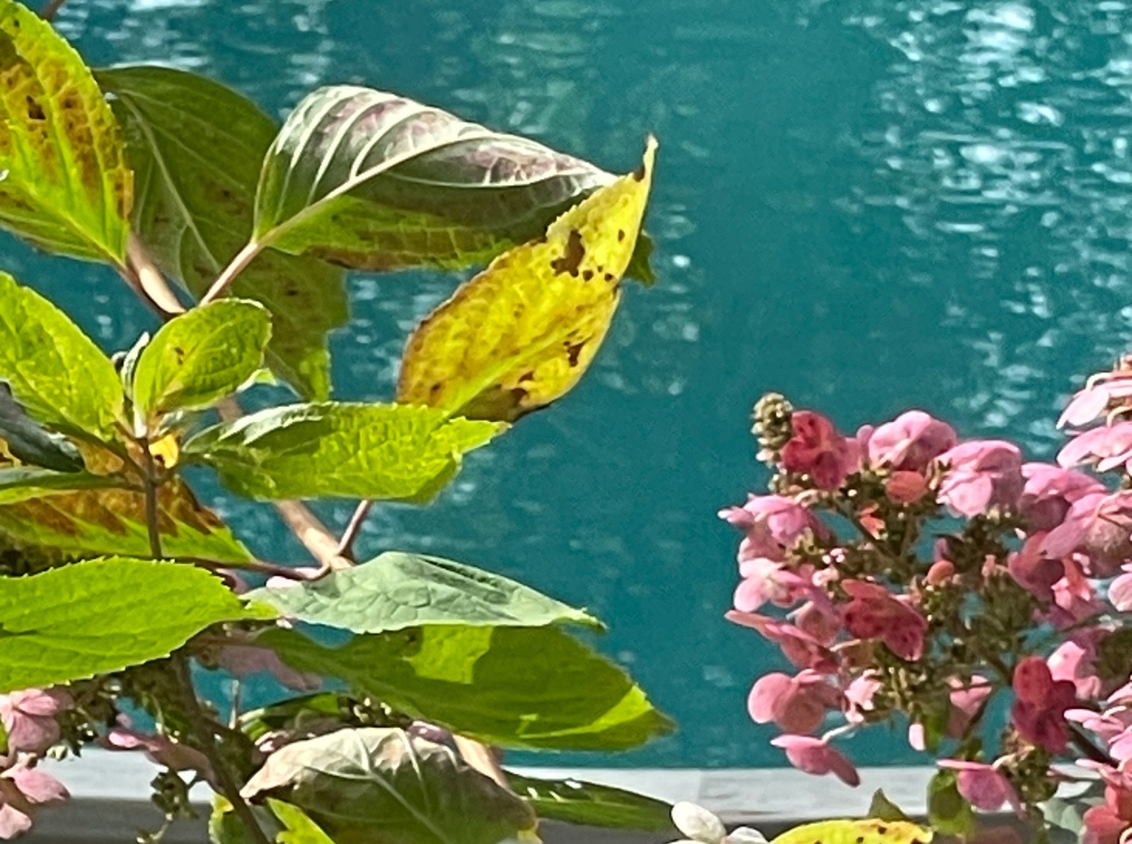 Иллюстрация к публикации