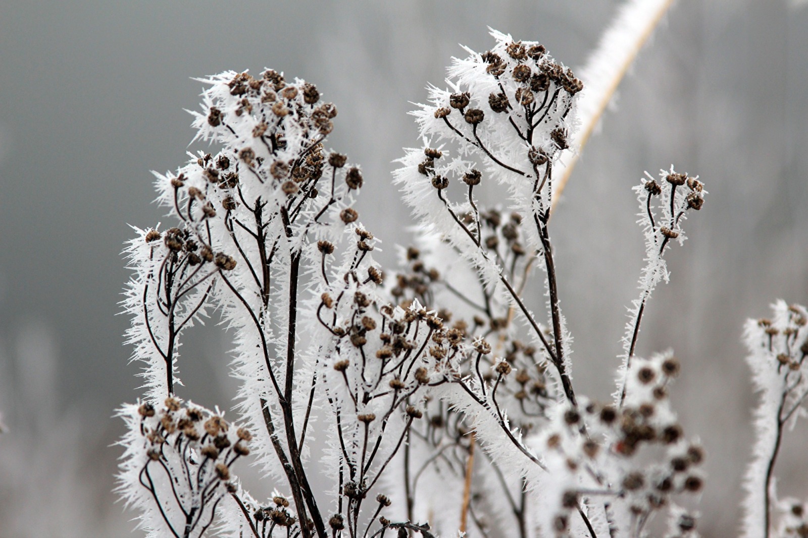 Иллюстрация к публикации