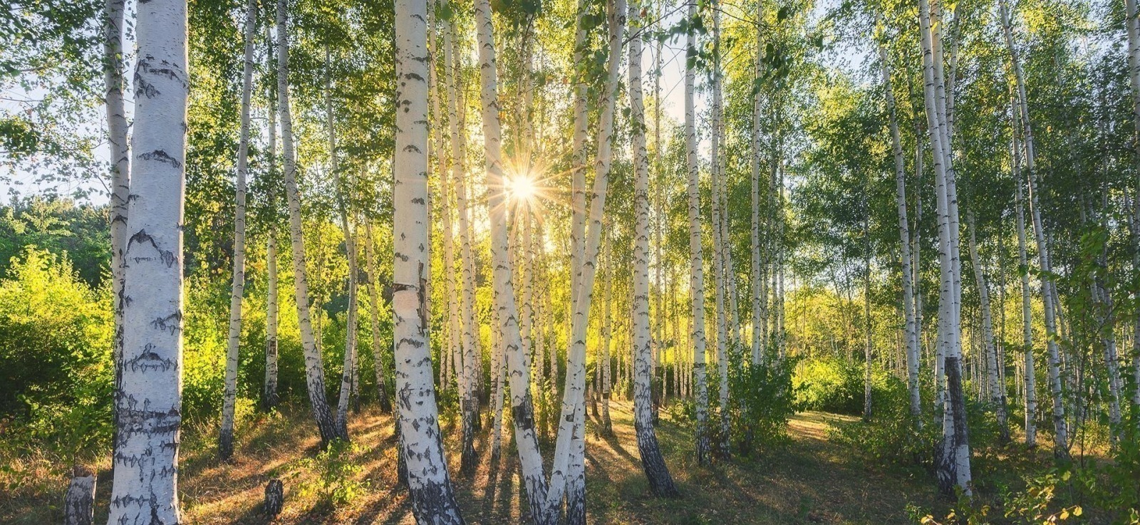 Иллюстрация к публикации