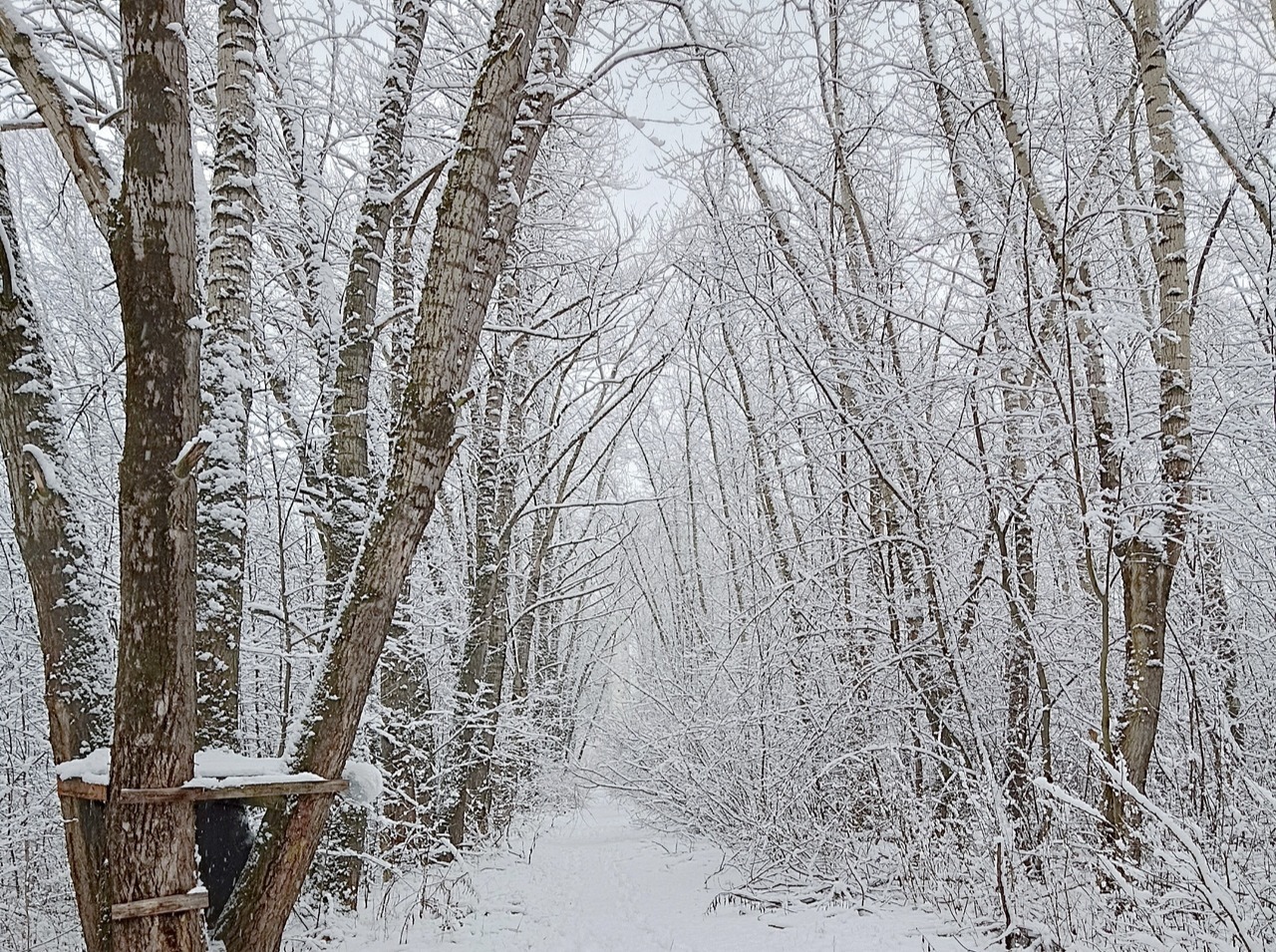 Иллюстрация к публикации