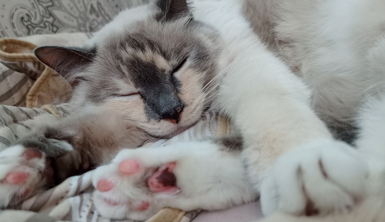 Иллюстрация к публикации