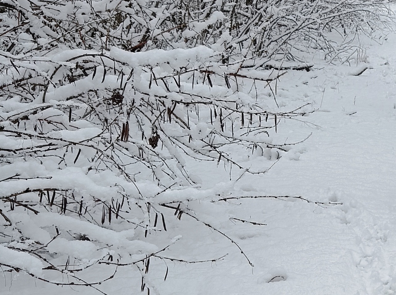 Иллюстрация к публикации