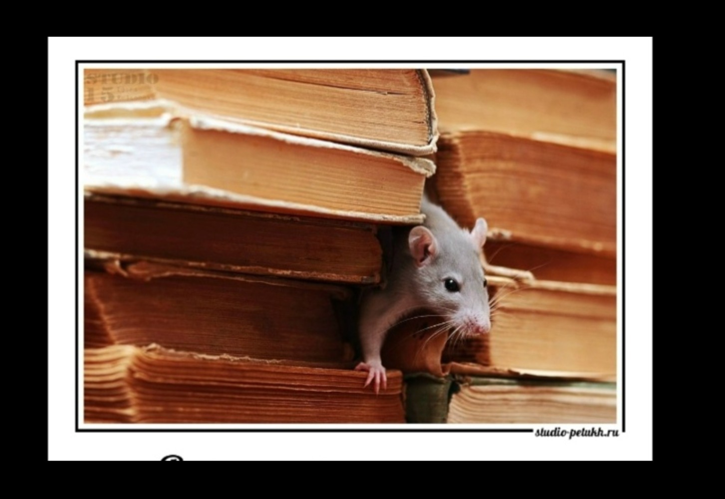 Иллюстрация к публикации