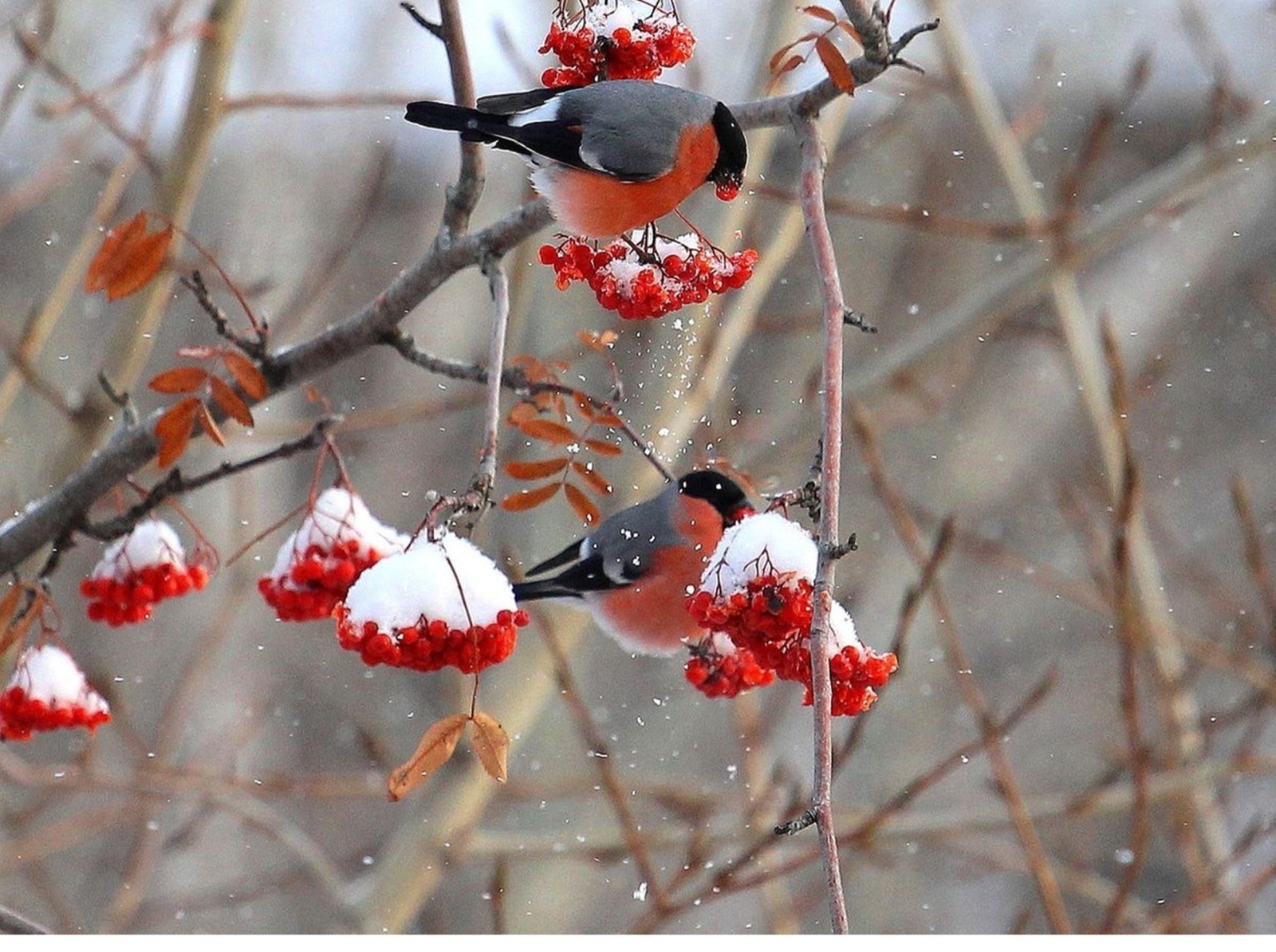 Иллюстрация к публикации