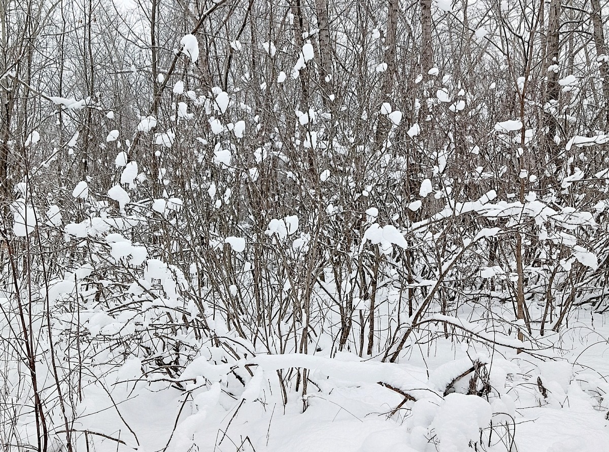 Иллюстрация к публикации
