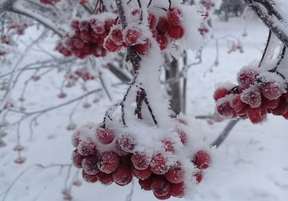 Иллюстрация к публикации