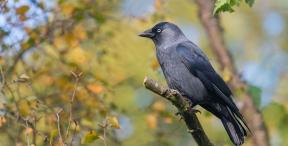 1623757-4384