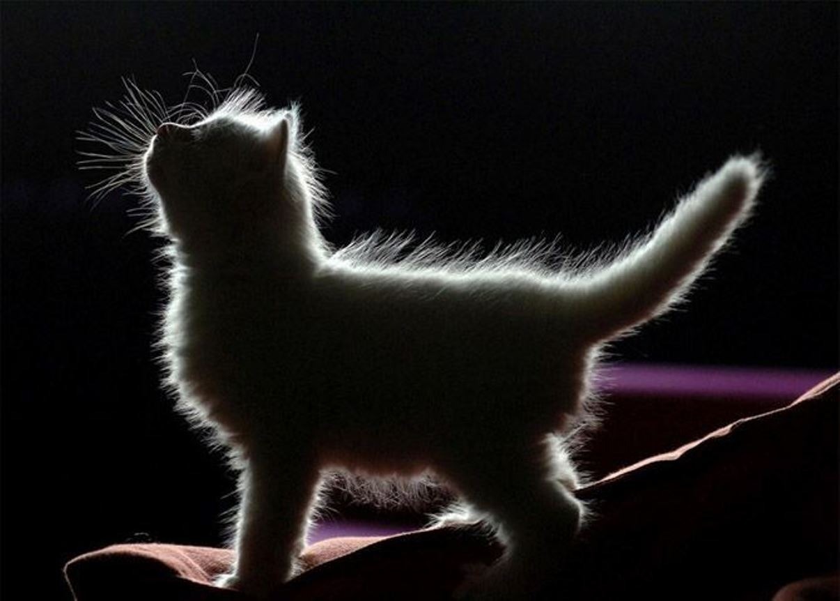 Иллюстрация к публикации