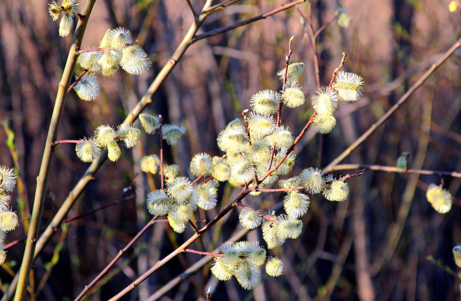 Иллюстрация к публикации