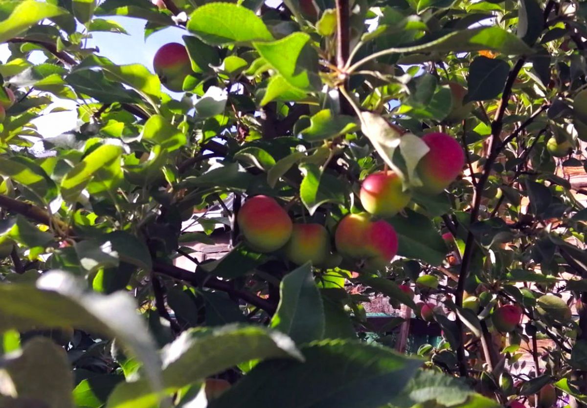 Иллюстрация к публикации