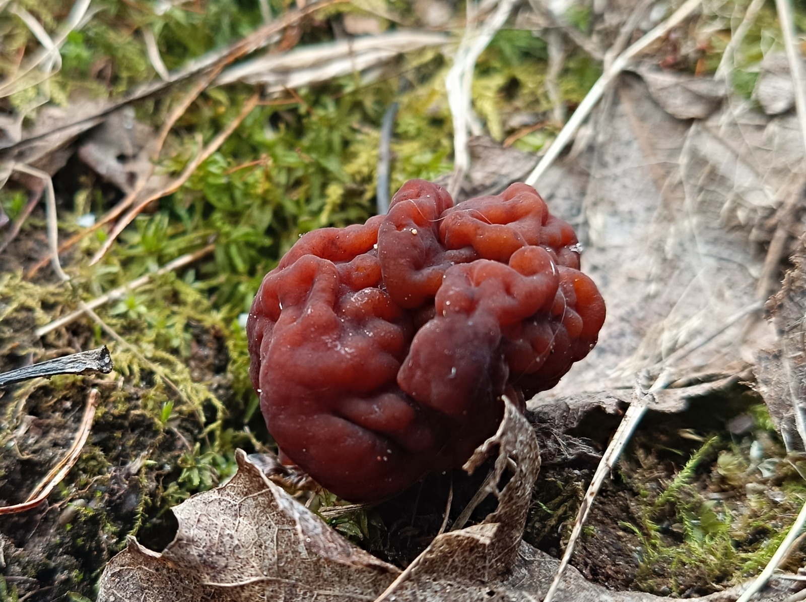 blob