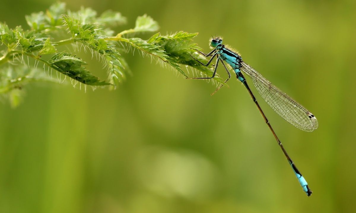 Иллюстрация к публикации