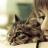 Аватар &bull;●&hearts;๑ஐ&hearts;Sadcat&hearts;ஐ๑&hearts;●&bull;·˙